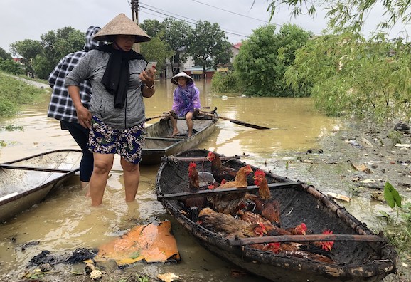 Người dân dùng thuyền “cứu hộ” đàn gà từ vùng ngập đến nơi an toàn. 