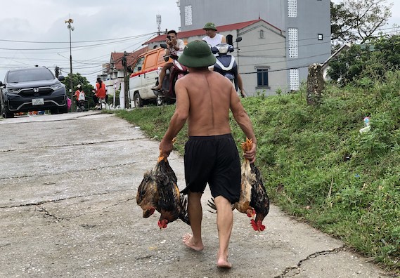 Ông Trịnh Văn Đàn (thôn Lương Phúc, xã Việt Long, huyện Sóc Sơn) cứu đàn gà đến nơi an toàn. 