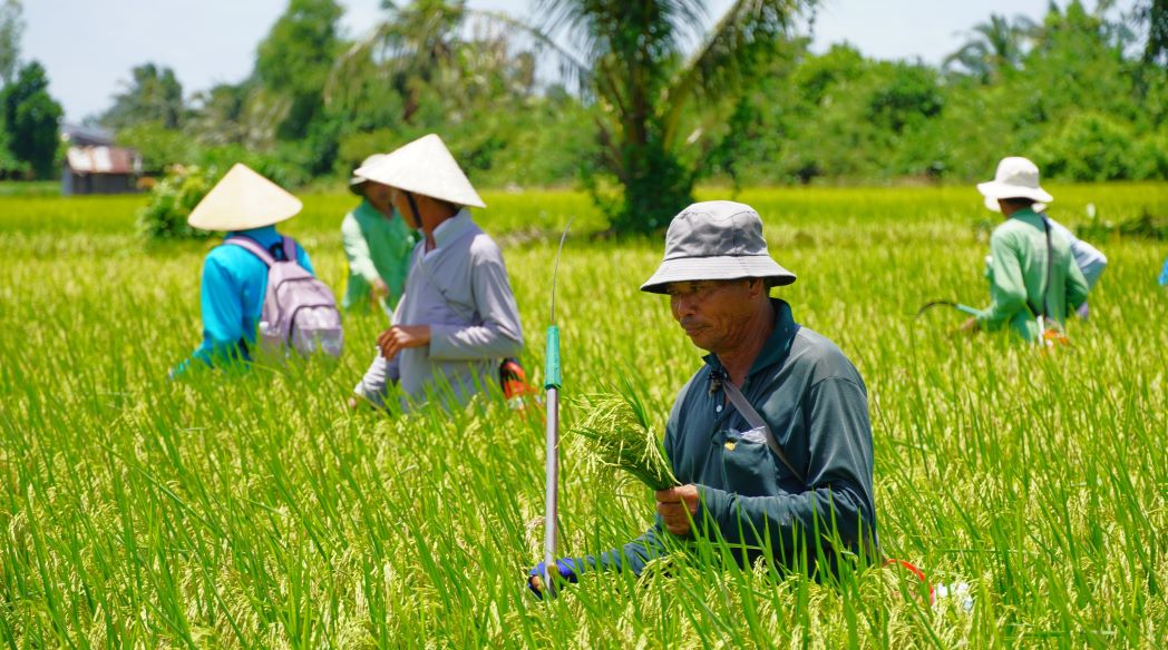 Nông dân thường xuyên khử lẫn lúa để đảm bảo chất lượng giống