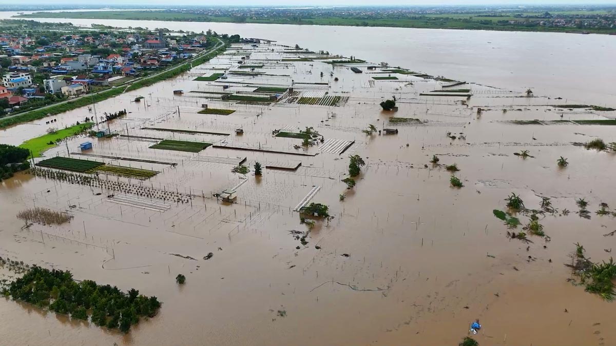 Hơn 150ha diện tích trồng hoa ở làng hoa Mỹ Tân (TP Nam Định) chìm trong biển nước. Ảnh: Lương Hà