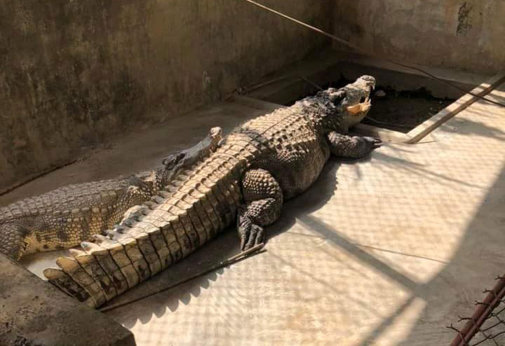 Image of crocodiles at Mr. Thien's pond.