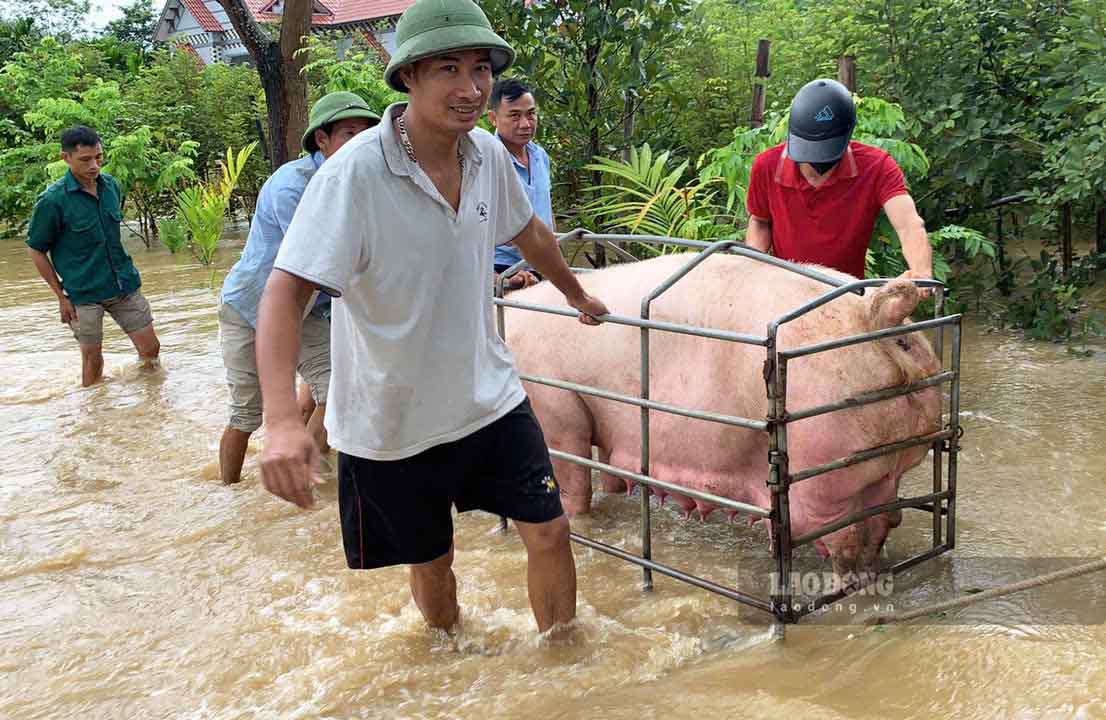 Vật nuôi được di dời đến nơi an toàn.