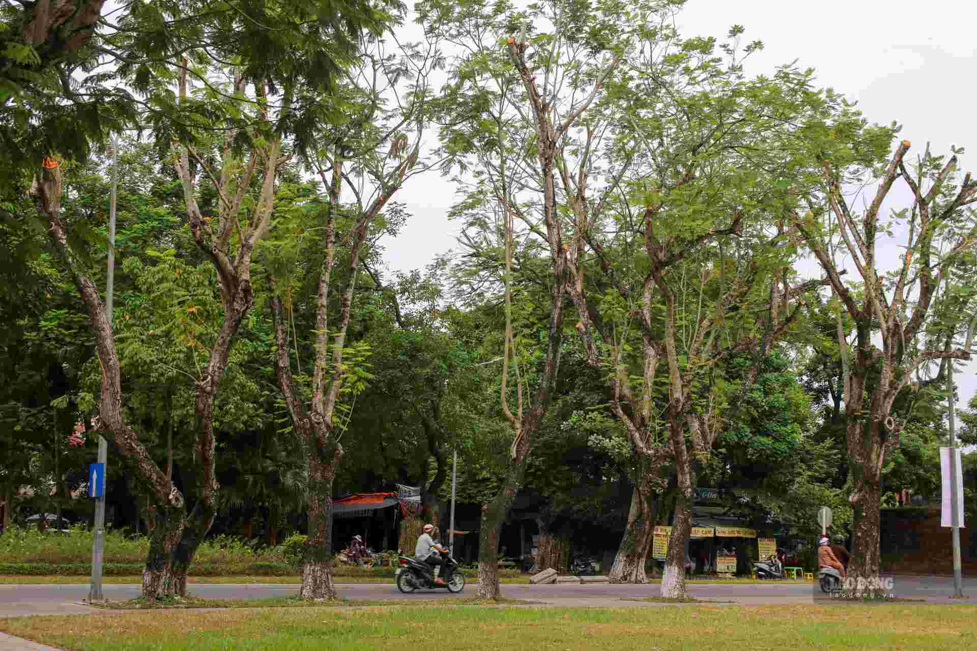 Hien Centre Cong vien cay xanh Hue dang quan ly khoang 64.000 cay xanh cac loai, trong do hang tram cay co thu co gia tri cao, can duoc bao ton, nhu bang lang, phuong vang, phuong do, muoi, long nao.