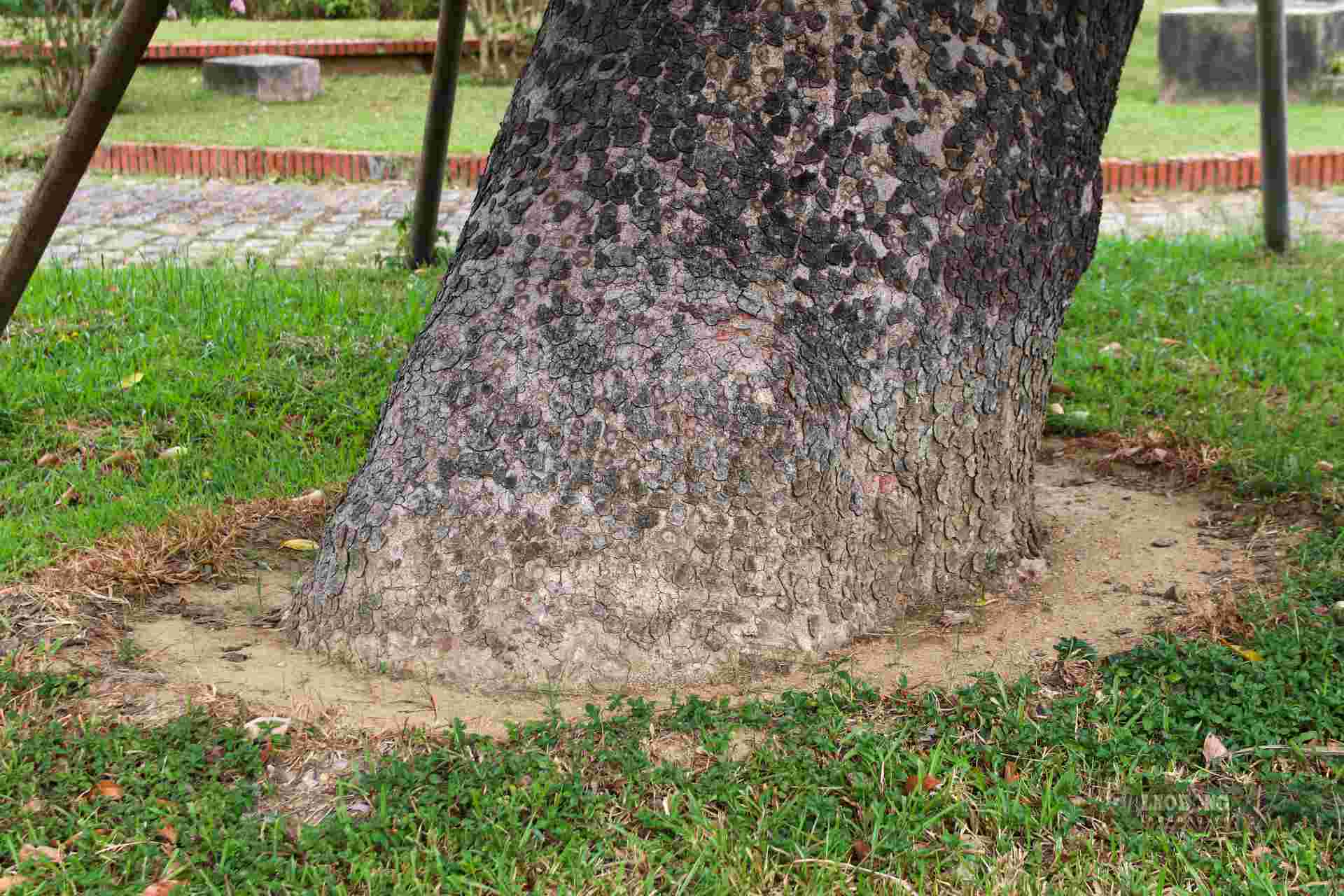 Thoi diem do, Centre Cong vien cay xanh Hue ap dung phuong an cat tia canh, su dung thuoc kich re, sau do di doi cay xa cu den trong cach vi tri cu khoang vai chuc met. 