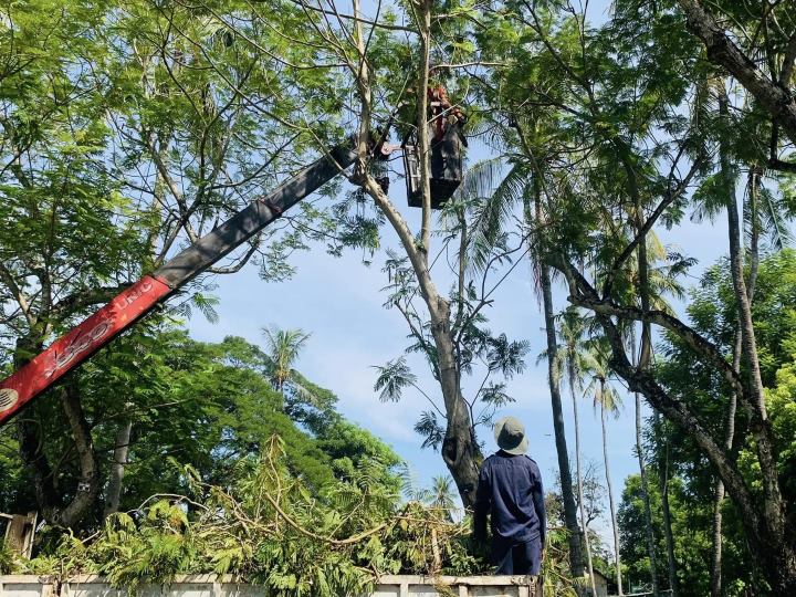 Những ngày này, nhiều công nhân, máy móc của Trung tâm Công viên cây xanh Huế đang tiến hành cắt tỉa cành cây giúp cây đứng vững sau những trận bão. Ảnh: Trung tâm Công viên cây xanh Huế. 