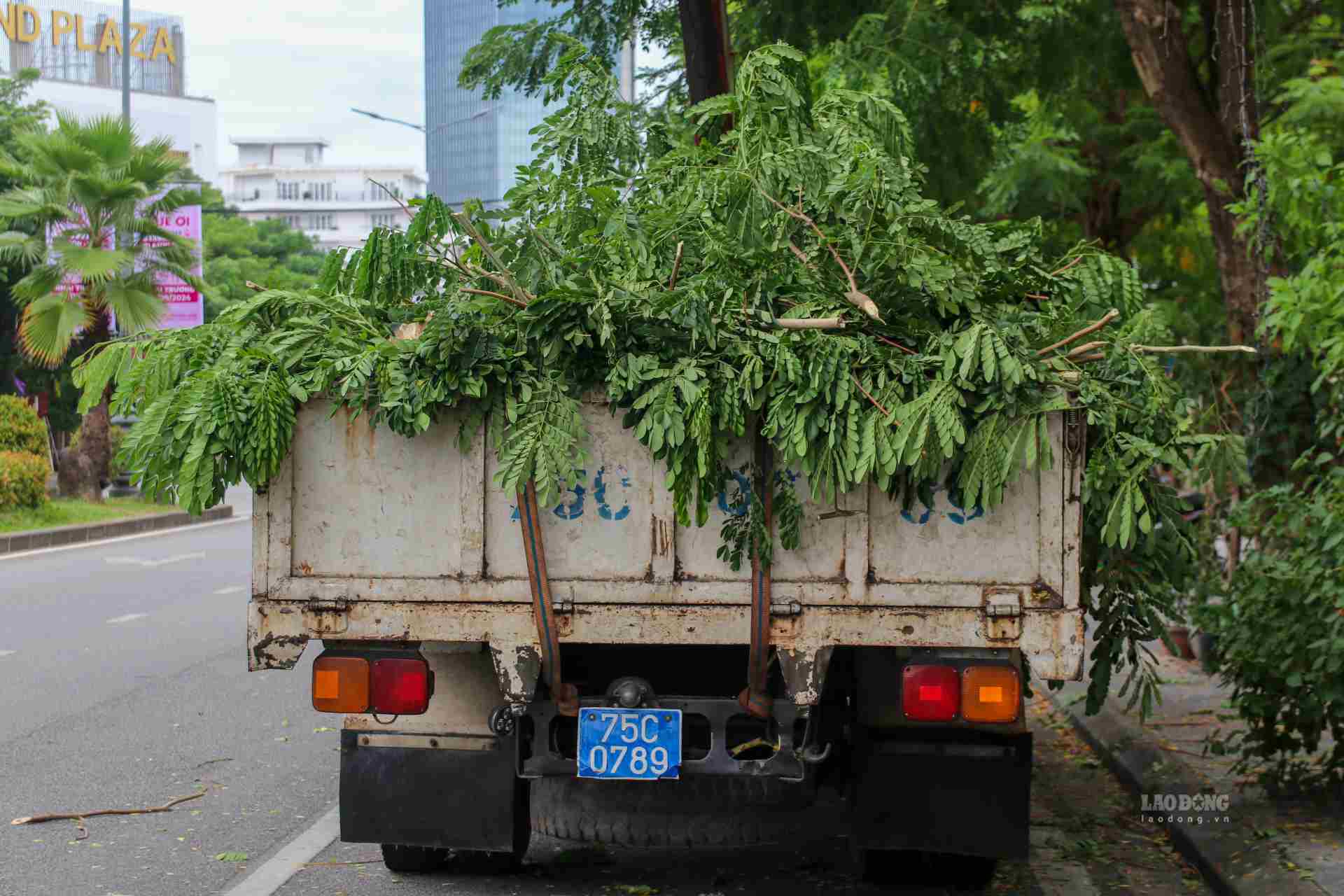 TP Huế là một thành phố với rất nhiều cây xanh, có nhiều cây cổ thụ với kích thước lớn, nhánh cây rộng, khiến việc cắt tỉa nhành cây cũng tương đối khó khăn. 