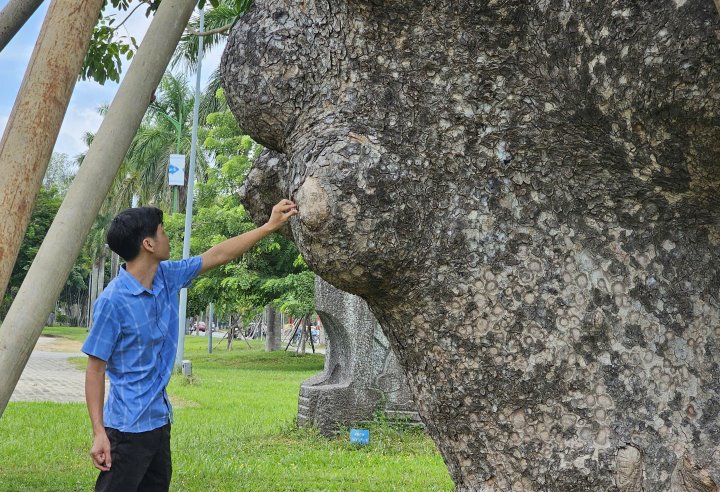 Theo ông Lê Như Chính - Giám đốc Trung tâm Công viên cây xanh Huế, nhờ việc cắt tỉa cành, trồng lại và gia cố thêm các cột chống mà qua các đợt mưa bão, hàng loạt cây xanh bị thiệt hại năm 2020 đến nay phát triển tốt và đứng vững.