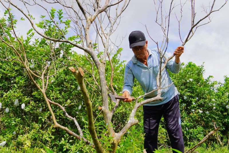 Ong Nguyen Van Quyet don bo nhung cay oi bi chet kho de trong cay moi. Anh: Phuong Anh