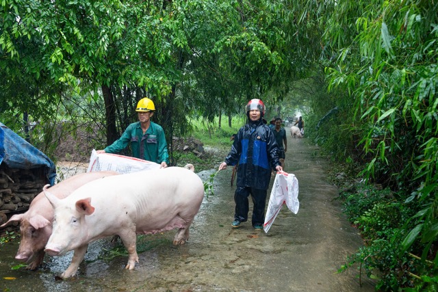 Người dân di dời tài sản ra khỏi vùng lũ đến nơi an toàn. Ảnh: Kim Ngọc