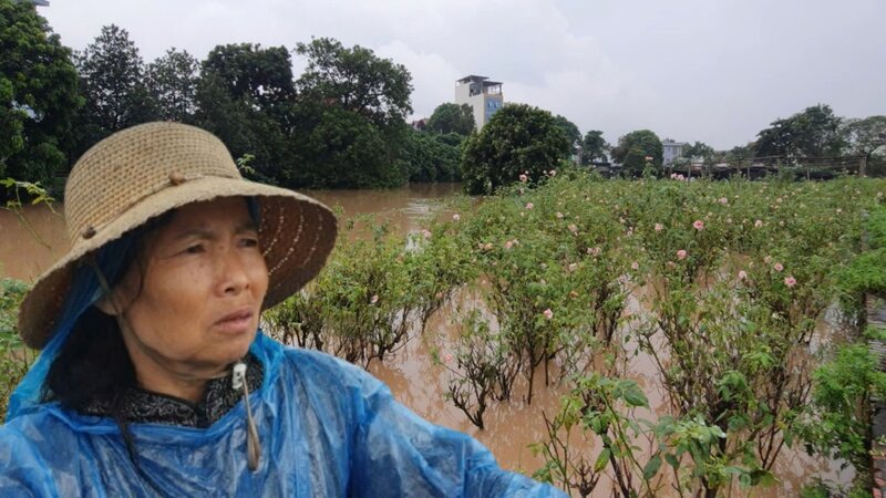 Hà Nội: Làng hoa Tây Tựu chìm trong nước lũ, mất mùa vụ Tết. Ảnh: Công Hòa