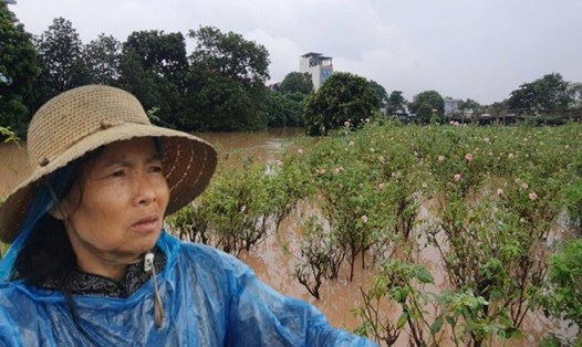 Hà Nội: Làng hoa Tây Tựu chìm trong nước lũ, mất mùa vụ Tết. Ảnh: Công Hòa