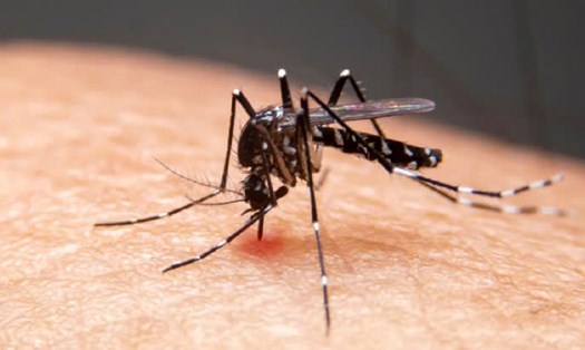 Cách phòng ngừa sốt xuất huyết ở trẻ sơ sinh. Nguồn ảnh: Theo Healthshots