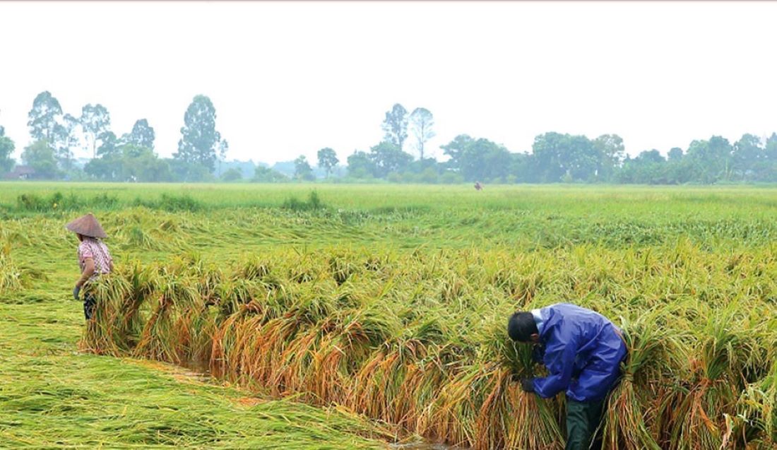 Người dân xã Yên Phong (huyện Yên Mô) buộc lại lúa bị đổ sau mưa bão. Ảnh: Anh Tuấn