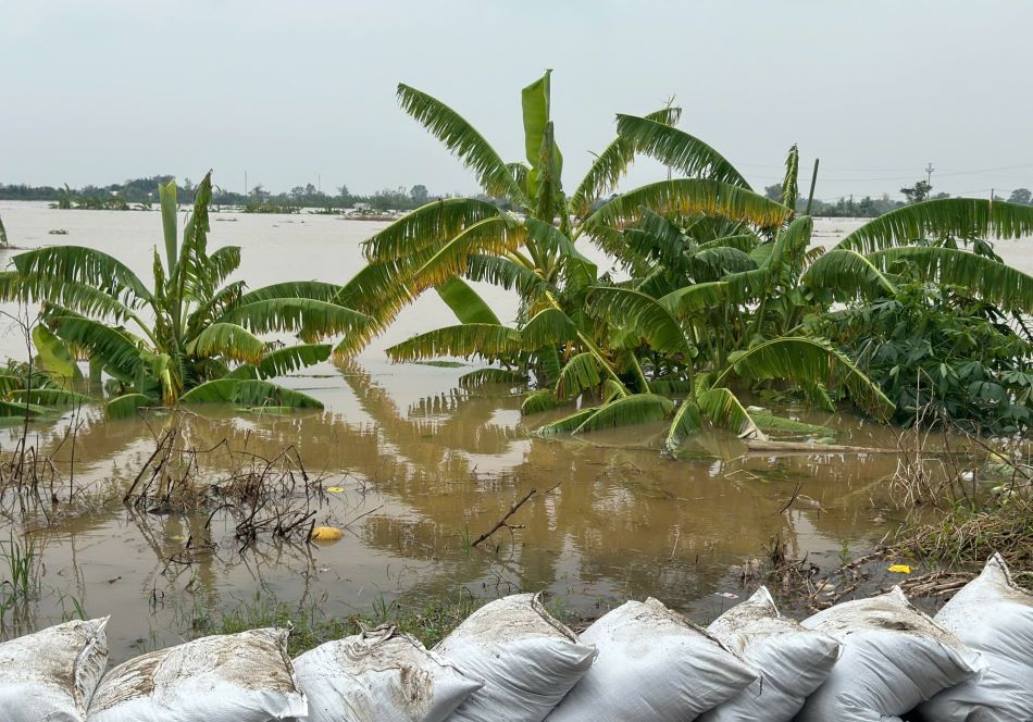 Vẫn có nguy cơ rất cao xảy ra ngập lụt vùng trũng thấp bãi bồi ven sông, ven biển tại Thái Bình. Ảnh minh họa: Nam Hồng