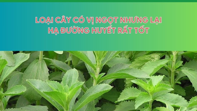 Loại cây có vị ngọt nhưng lại hạ đường huyết rất tốt. Ảnh ghép: HƯƠNG SƠN 