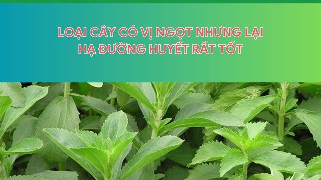 Loại cây có vị ngọt nhưng không làm tăng đường huyết