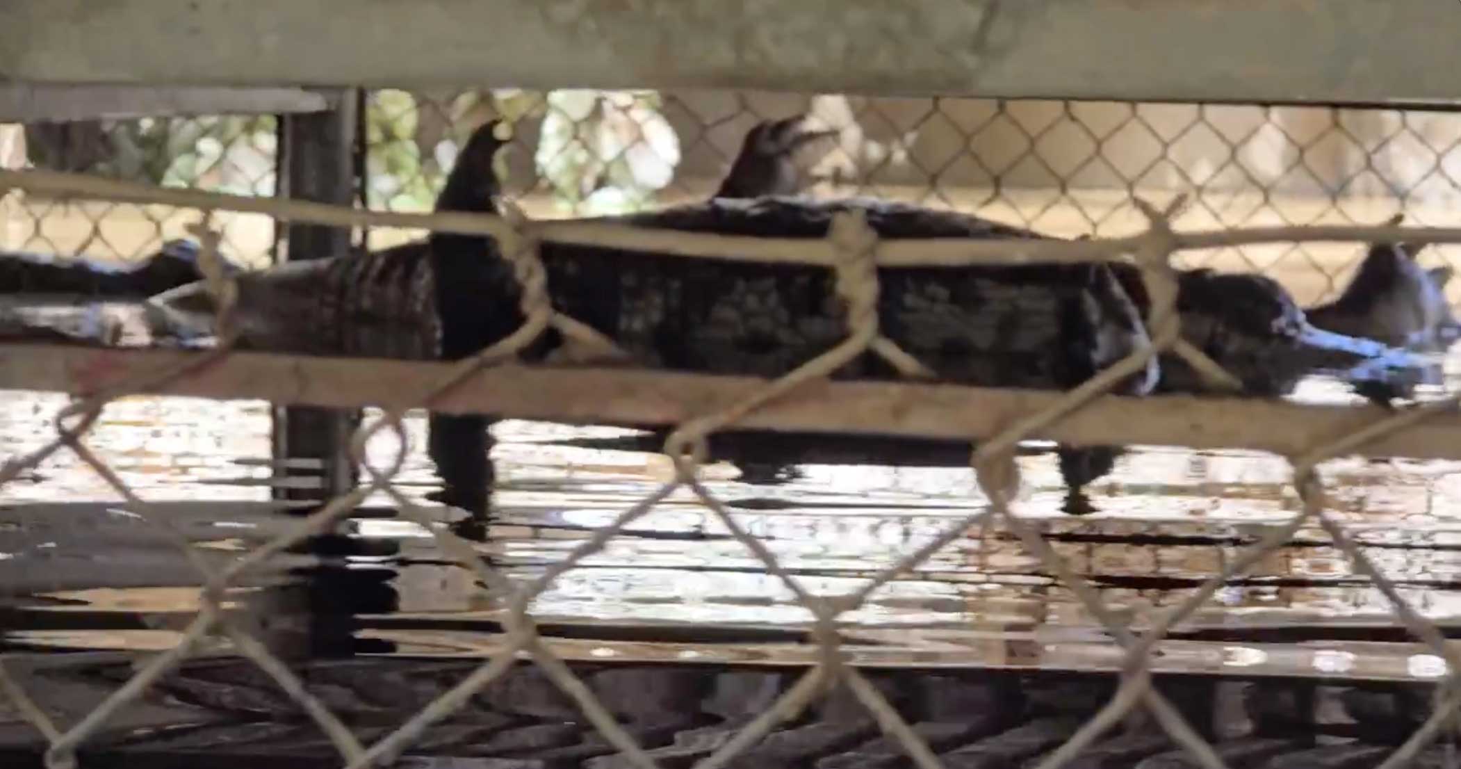 2 con cá sấu tại phường Nam Cường, TP Yên Bái đã chết trong chuồng nuôi. Ảnh: Bảo Nguyên