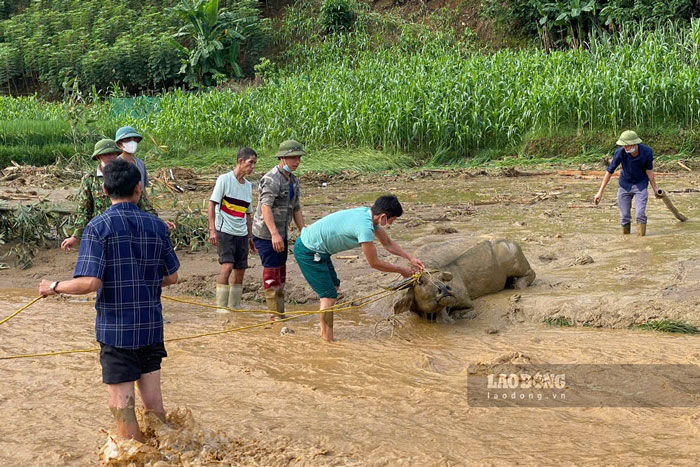 Con trau-dau co nghiep cua nguoi nong dan cung may man thoat chet.