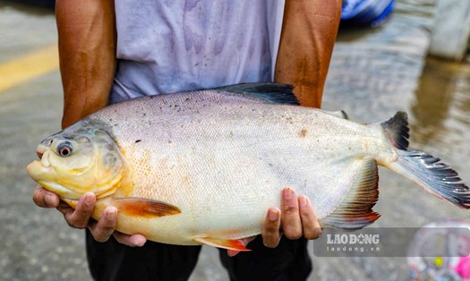 Người dân đổ xô ra đường đi bắt cá sau mưa lũ. Ảnh: Tô Thế