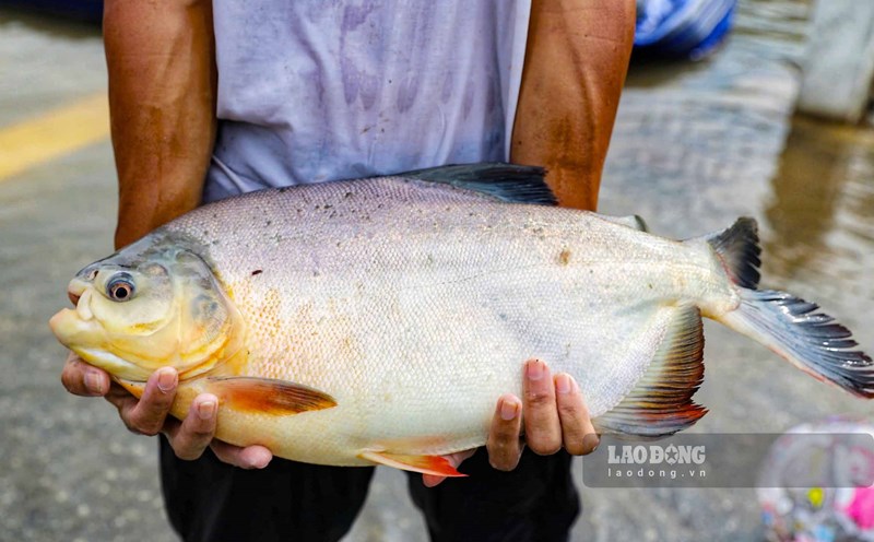 Người dân đổ xô ra đường đi bắt cá sau mưa lũ. Ảnh: Tô Thế