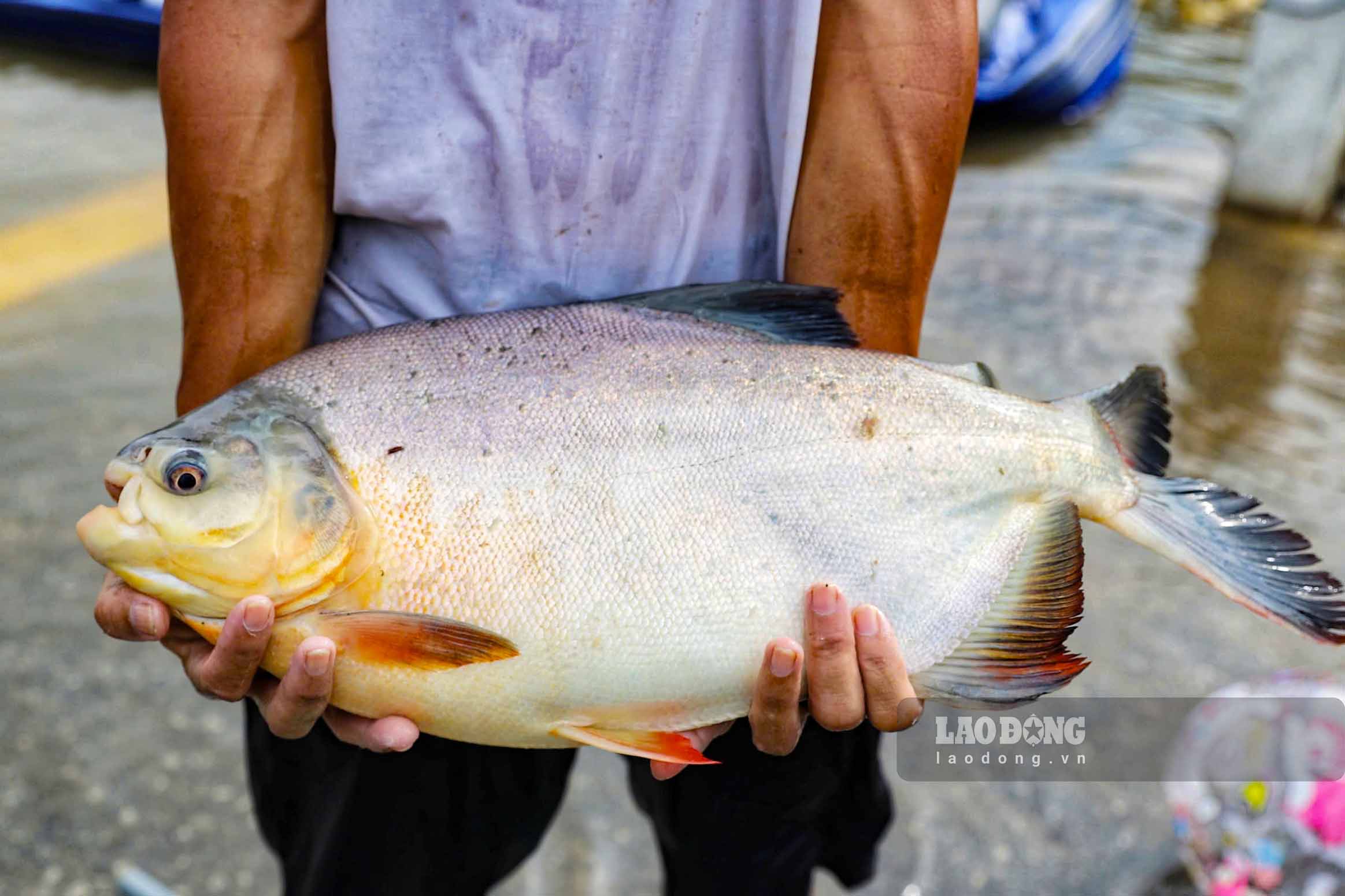 Nguoi dan chu yeu bat duoc la ca me, ca chep, ca chim... Mot so con co trong luong len toi 5 - 6kg.