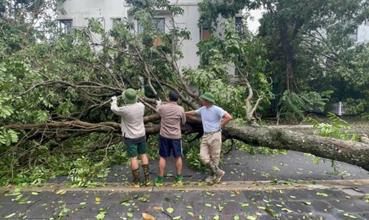 NSND Xuân Bắc và con trai dọn dẹp cây đổ, cành gãy ở khu phố sau cơn bão Yagi. Ảnh: Nhân vật cung cấp