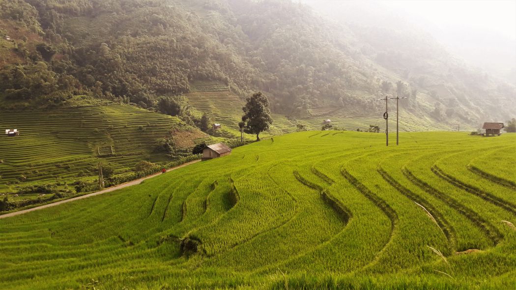 Ruong bac thang trong vung loi Hoang Lien Son o Nam Cang, Lao Cai. Anh: Dan Thanh