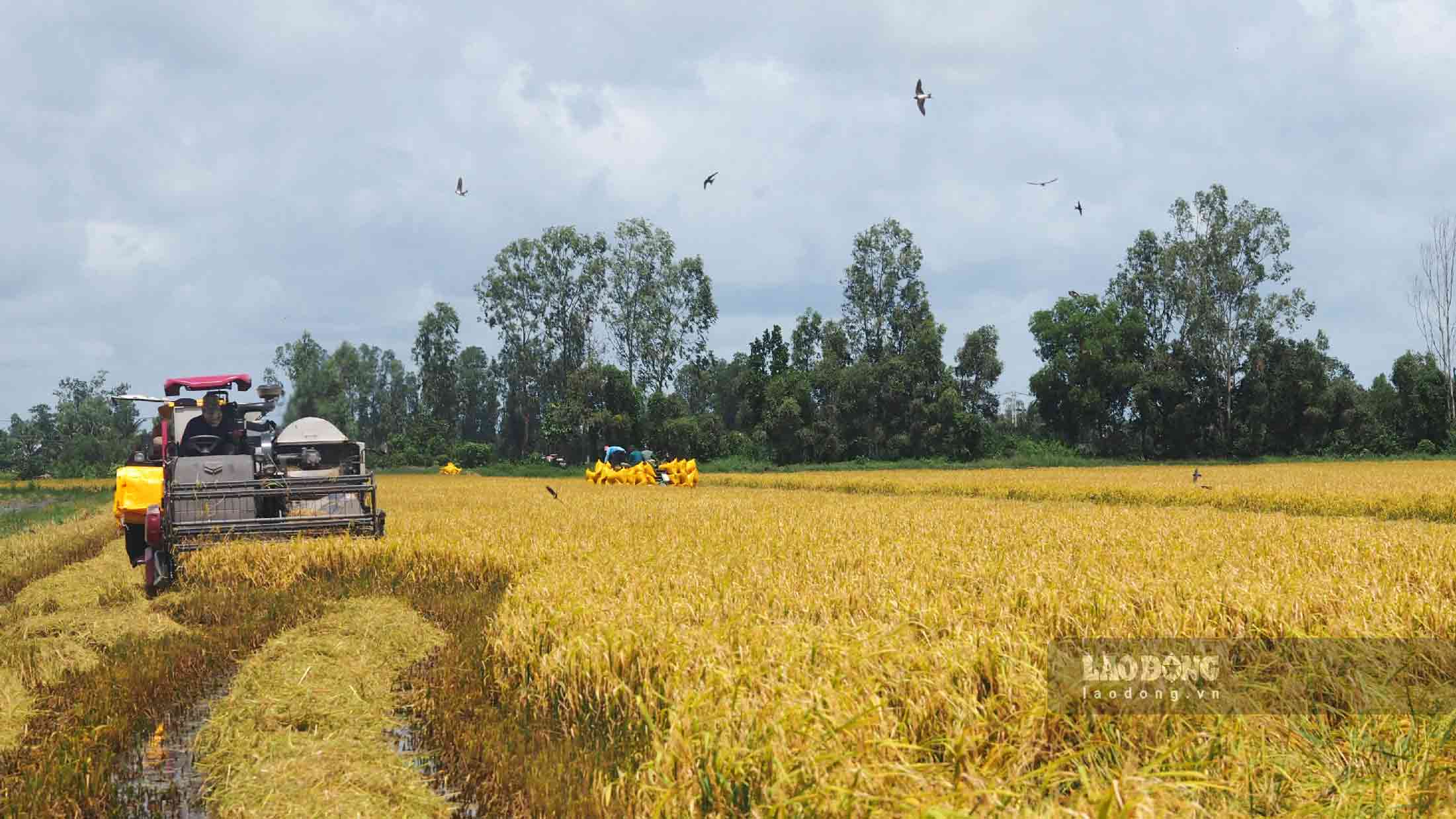 Sau đợt mưa kéo dài do ảnh hưởng của bão, nông dân tại các tỉnh, thành miền Tây tiến hành thu hoạch vụ lúa hè thu 2024.