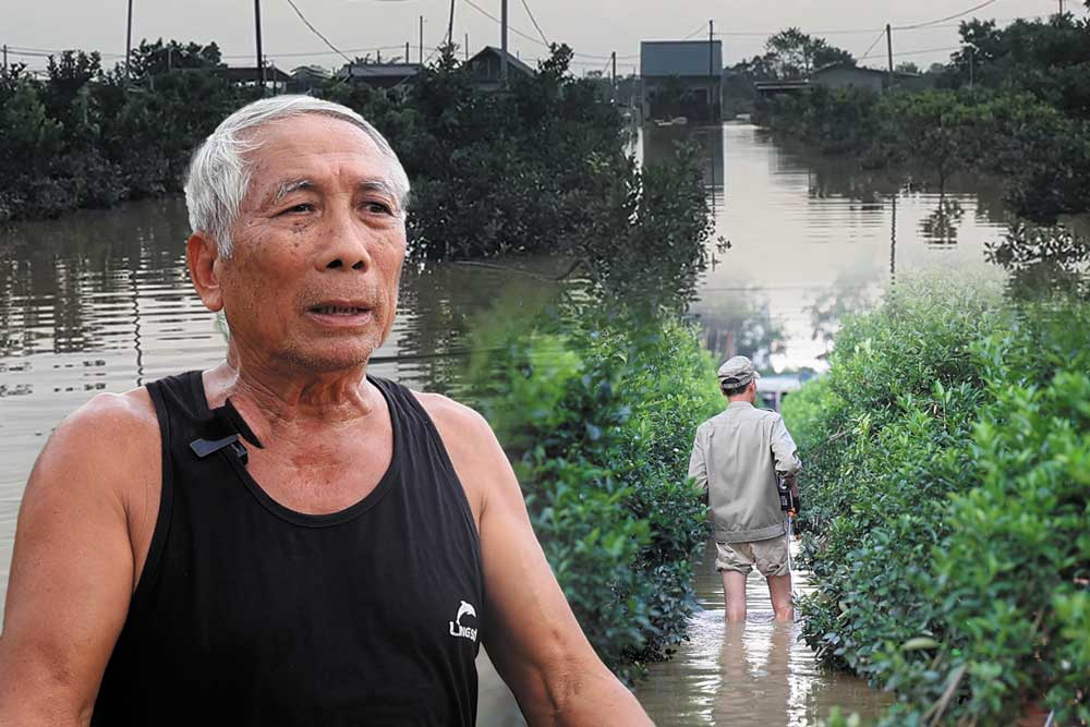 Cả tỉ đồng của người dân trồng quất trôi theo dòng nước lũ