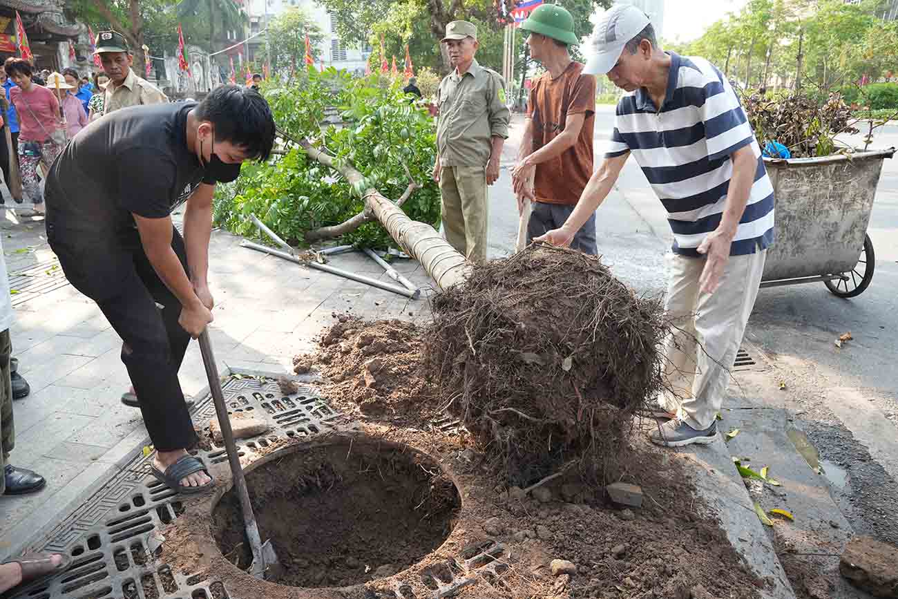 Người dân đào hố để trồng lại những cây xanh bị ngã đổ. Ảnh: Hữu Chánh