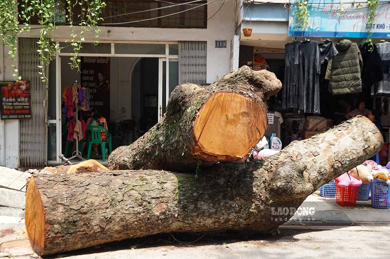 Việc dọn dẹp vệ sinh môi trường và thu dọn các cây xanh bị gãy đổ là nhu cầu cấp thiết, nhằm sớm đưa cuộc sống người dân trở lại bình thường, đảm bảo giao thông thông suốt.