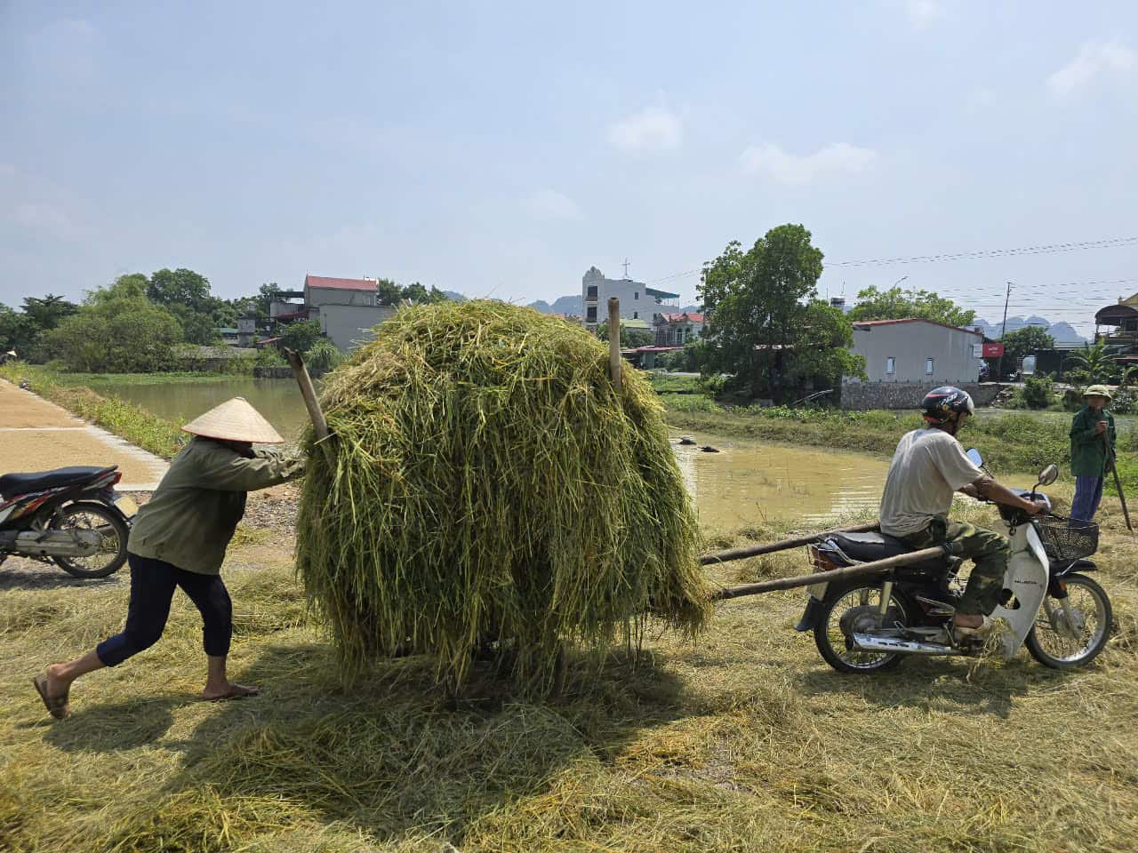 Nhiều gia đình chấp nhận gặt lúa non về làm thức ăn cho gia súc. Ảnh: Nguyễn Trường