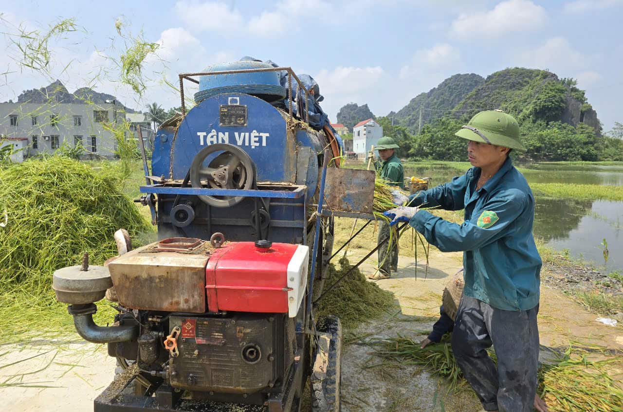 Vì gặt lúa non nên năng xuất chỉ đạt khoảng 1/3 so với bình thường. Ảnh: Nguyễn Trường