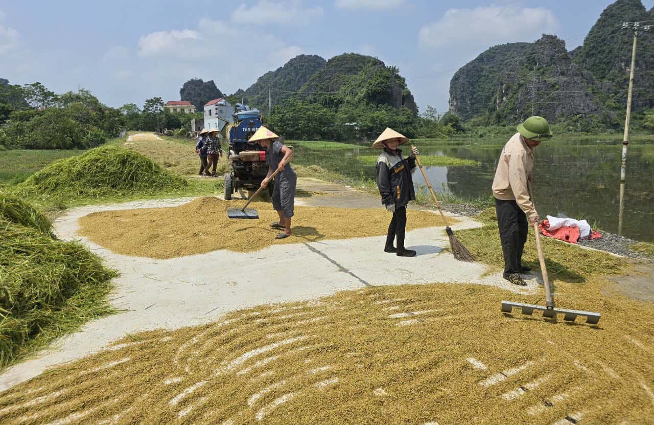 Người dân xã Lạc Vân (huyện Nho Quan) tranh thủ gặt lúa non để giảm bớt thiệt hại. Ảnh: Nguyễn Trường