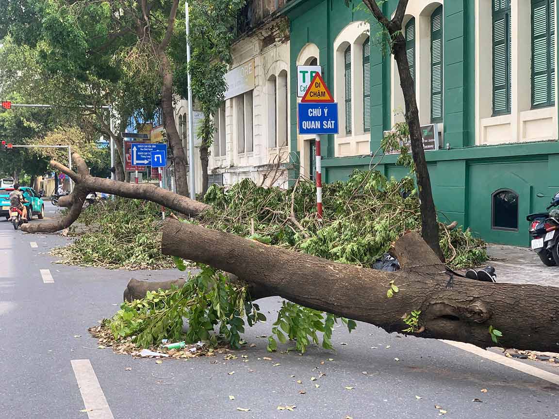 Cây xanh đổ xuống đường Yên Phụ (Hà Nội). Ảnh: Nhật Minh