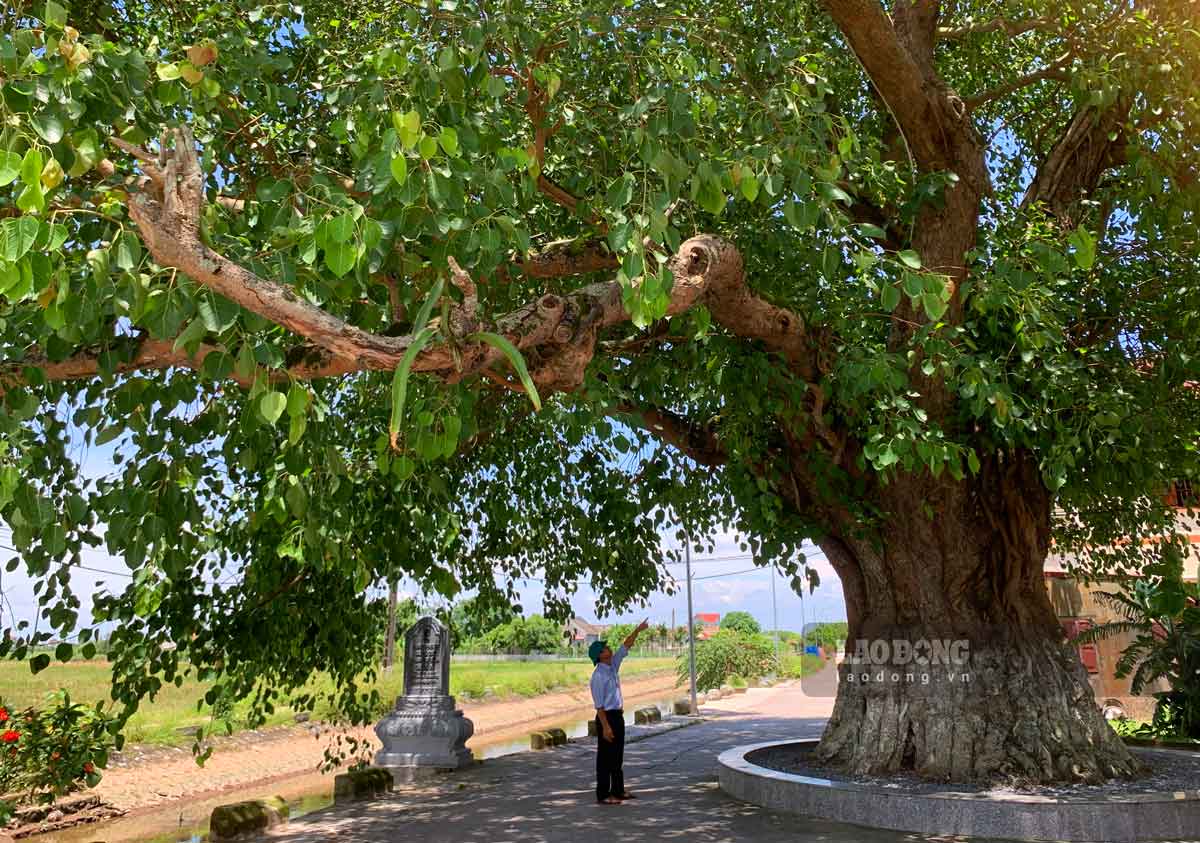 Hai cây bồ đề di sản nằm ở thôn An Nghĩa và thôn An Đạo (xã Hải An, huyện Hải Hậu, tỉnh Nam Định), ngay từ đầu thôn đã thấy hình ảnh hai cây bồ đề xanh tốt, ngọn cao vượt qua những mái nhà cao tầng.