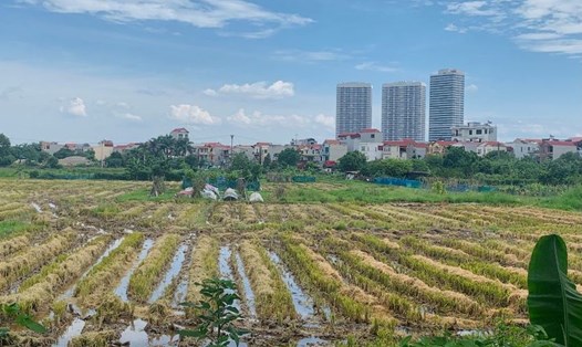 Nghĩa vụ của nhóm người sử dụng đất chung quyền sử dụng đất. Ảnh: Phương Anh