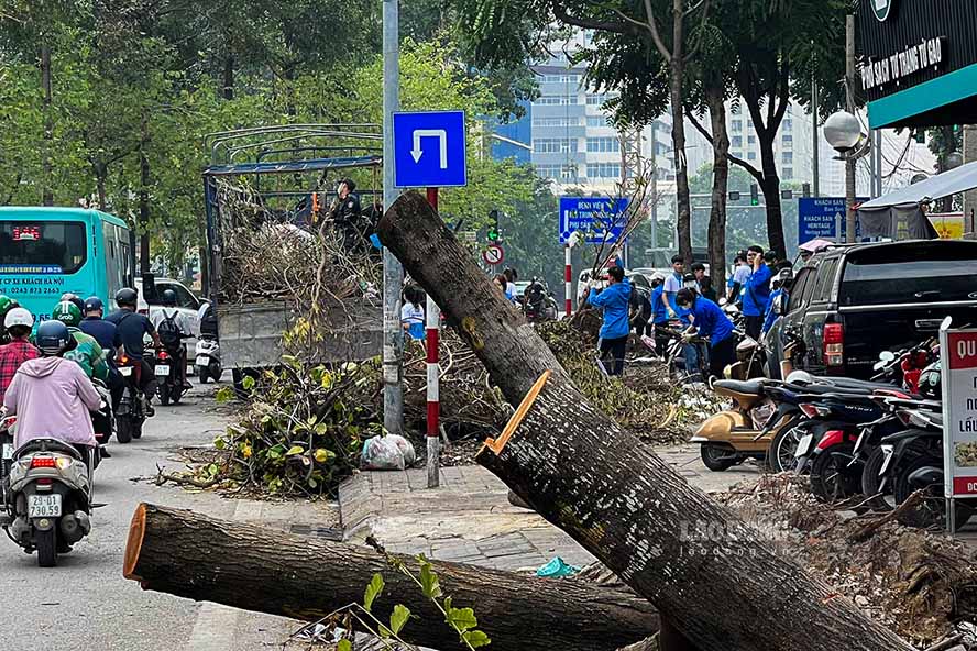 Moi day, Chu tich UBND TP Ha Noi Tran Sy Thanh da ky ban hanh Cong dien so 17/CD-UBND ve viec tap trung day manh cong tac thu don cay xanh gay, do sau bao so 3 tren dia ban cac quan noi thanh. Trong do, Chu tich UBND TP Ha Noi yeu cau cac quan, cac so, nganh thanh pho phoi hop, thuc hien, bao dam hoan thanh thu don cay xanh gay, do tren dia ban cac quan xong truoc ngay 20.9.