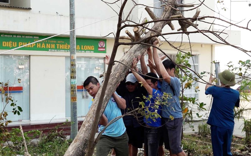 2 ngày cuối tuần có hàng nghìn người dân TP Hạ Long, tỉnh Quảng Ninh dọn dẹp sau bão. Ảnh: Đoàn Hưng