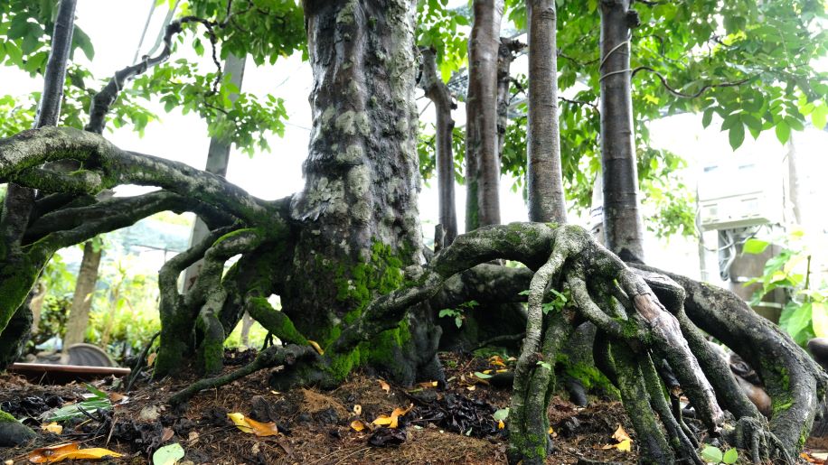 Độc lạ cây khế 19 thân của ông Nguyễn Ngọc Nhãn. Ảnh: Mỹ Ly