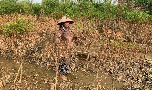 Bà Nguyễn Thị Cau (73 tuổi, phường Nhật Tân, quận Tây Hồ) bất lực nhìn hàng cây chết dần sau lũ lụt. Ảnh: Nhật Minh