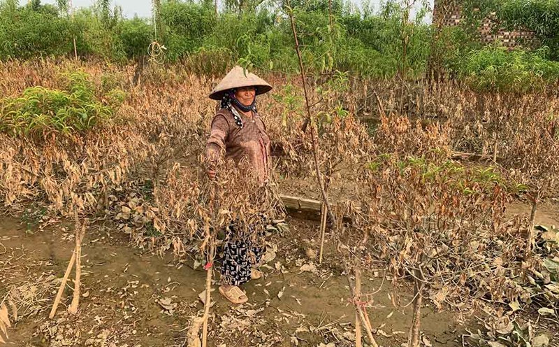 Bà Nguyễn Thị Cau (73 tuổi, phường Nhật Tân, quận Tây Hồ) bất lực nhìn hàng cây chết dần sau lũ lụt. Ảnh: Nhật Minh