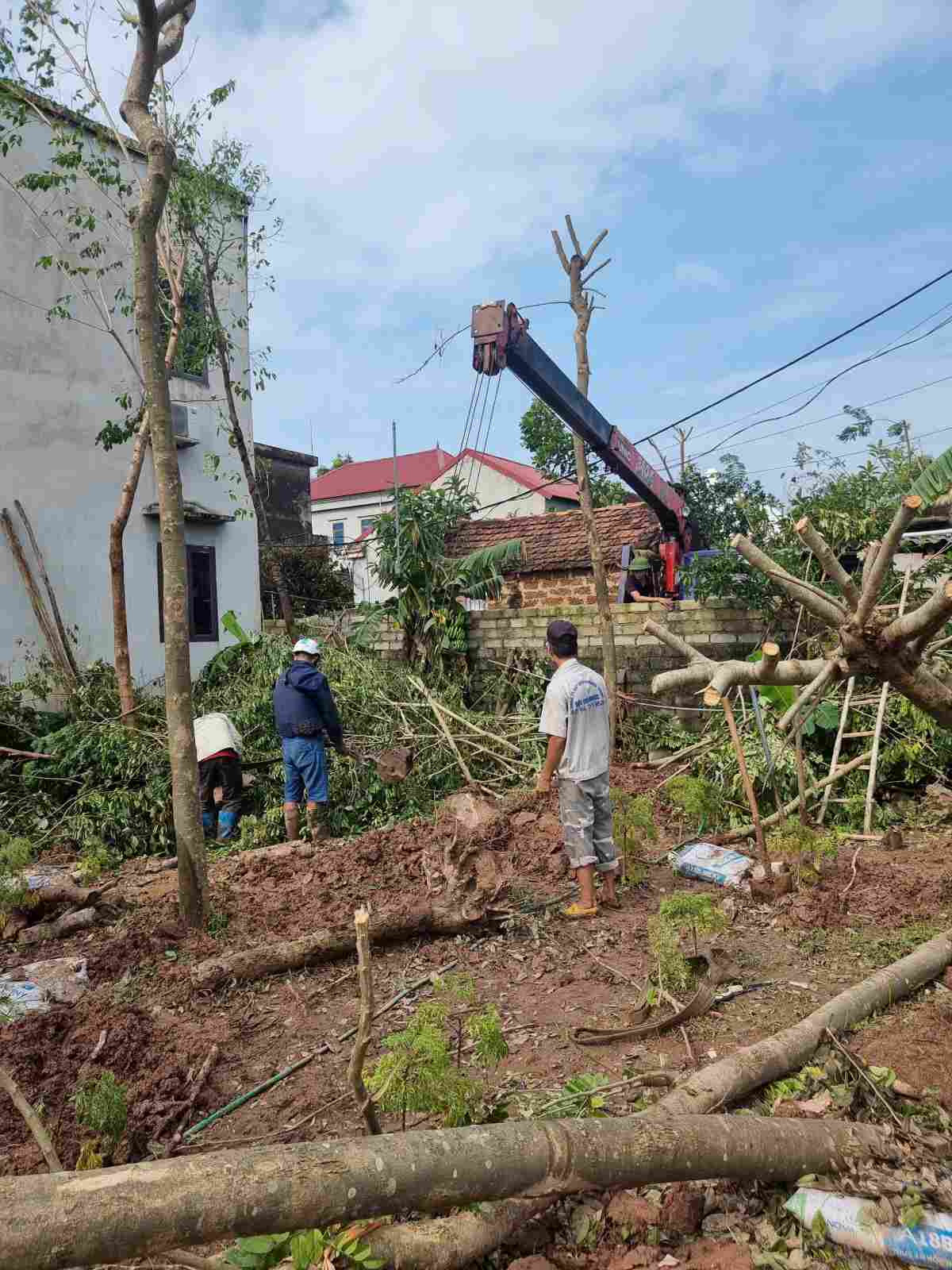 Người dân Mỹ Đức (Hà Nội) dọn dẹp vườn tược, trồng lại cây ăn quả, rau màu. Ảnh: Nguyễn Hanh