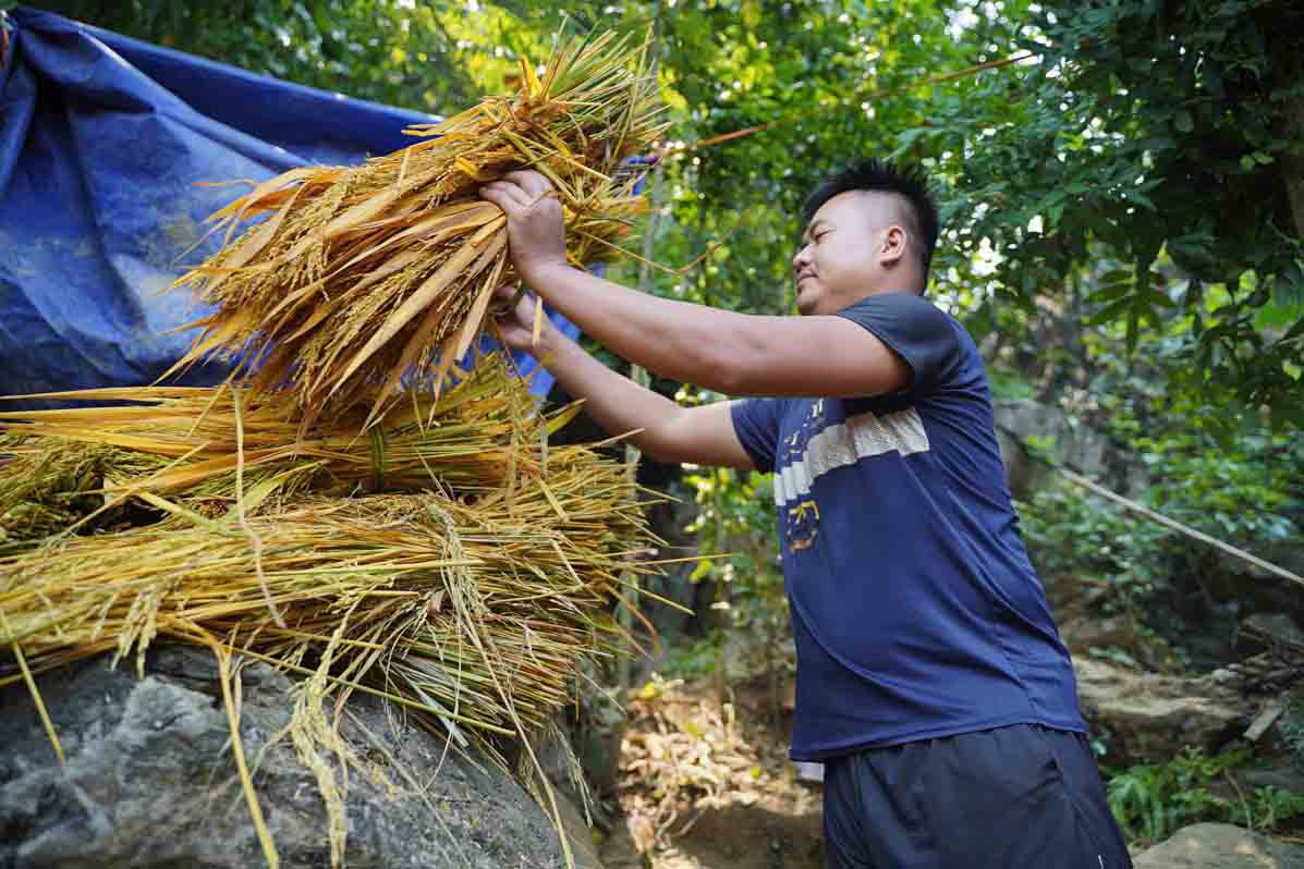 Người dân phải đưa những bó lúa mới gặp lên nơi khô ráo để phơi. Ảnh: Hữu Chánh