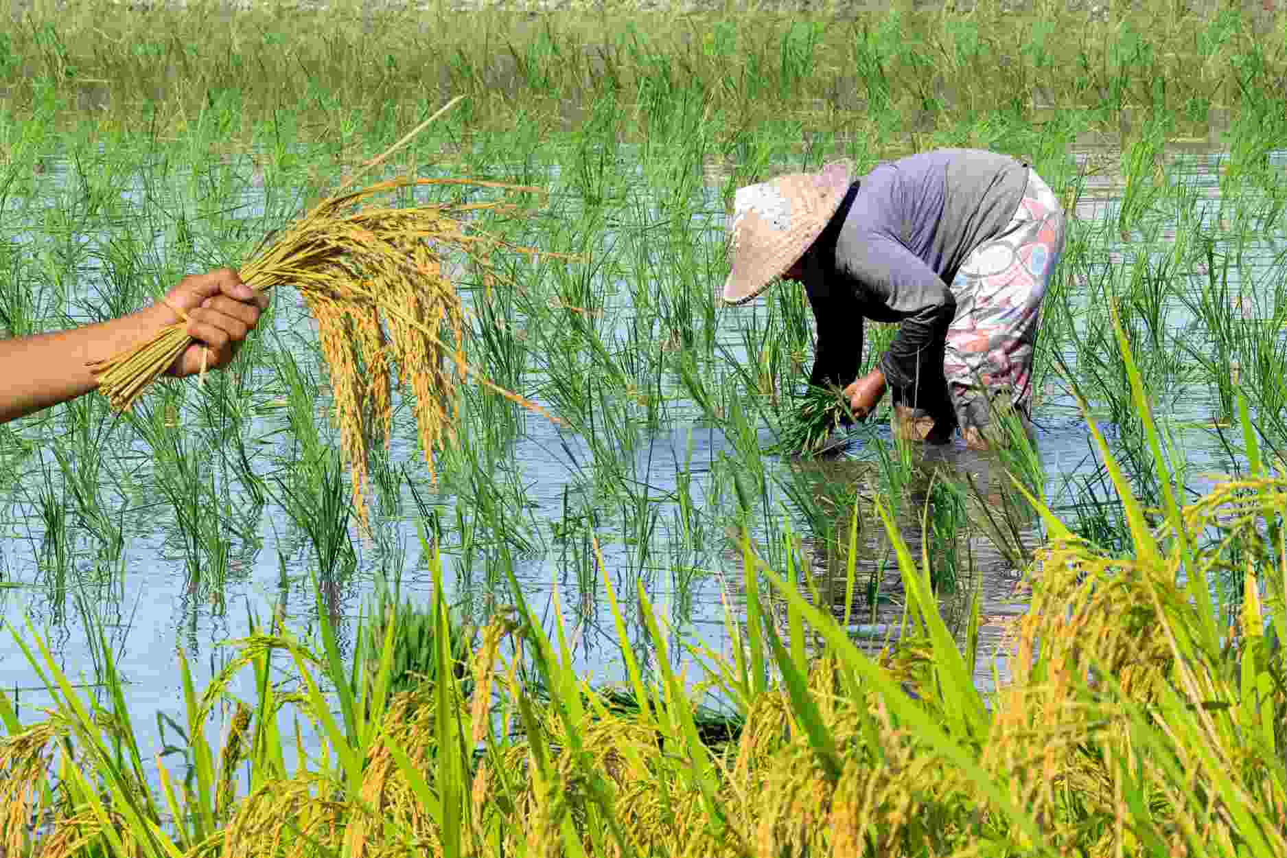 Quy định mới về chuyển đổi cơ cấu cây trồng trên đất trồng lúa
