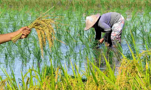 Quy định mới về chuyển đổi cơ cấu cây trồng trên đất trồng lúa