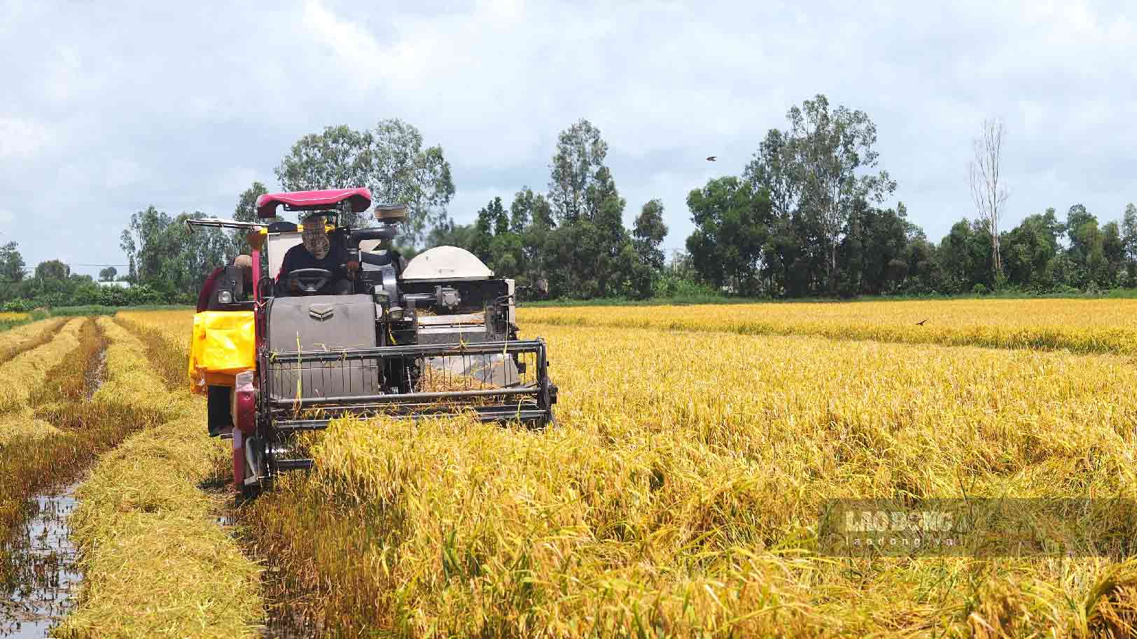 Nong dan mien Tay thu hoach vu lua he thu 2024. Anh: Bich Ngoc.