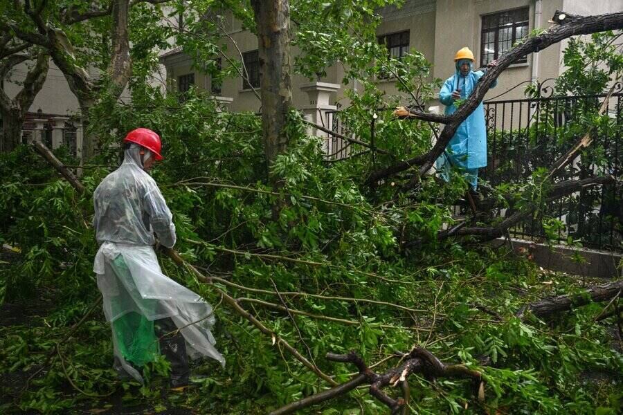 Bão Bebinca đã làm bật gốc hoặc hư hại hơn 10.000 cây xanh ở Thượng Hải, Trung Quốc. Ảnh: AFP