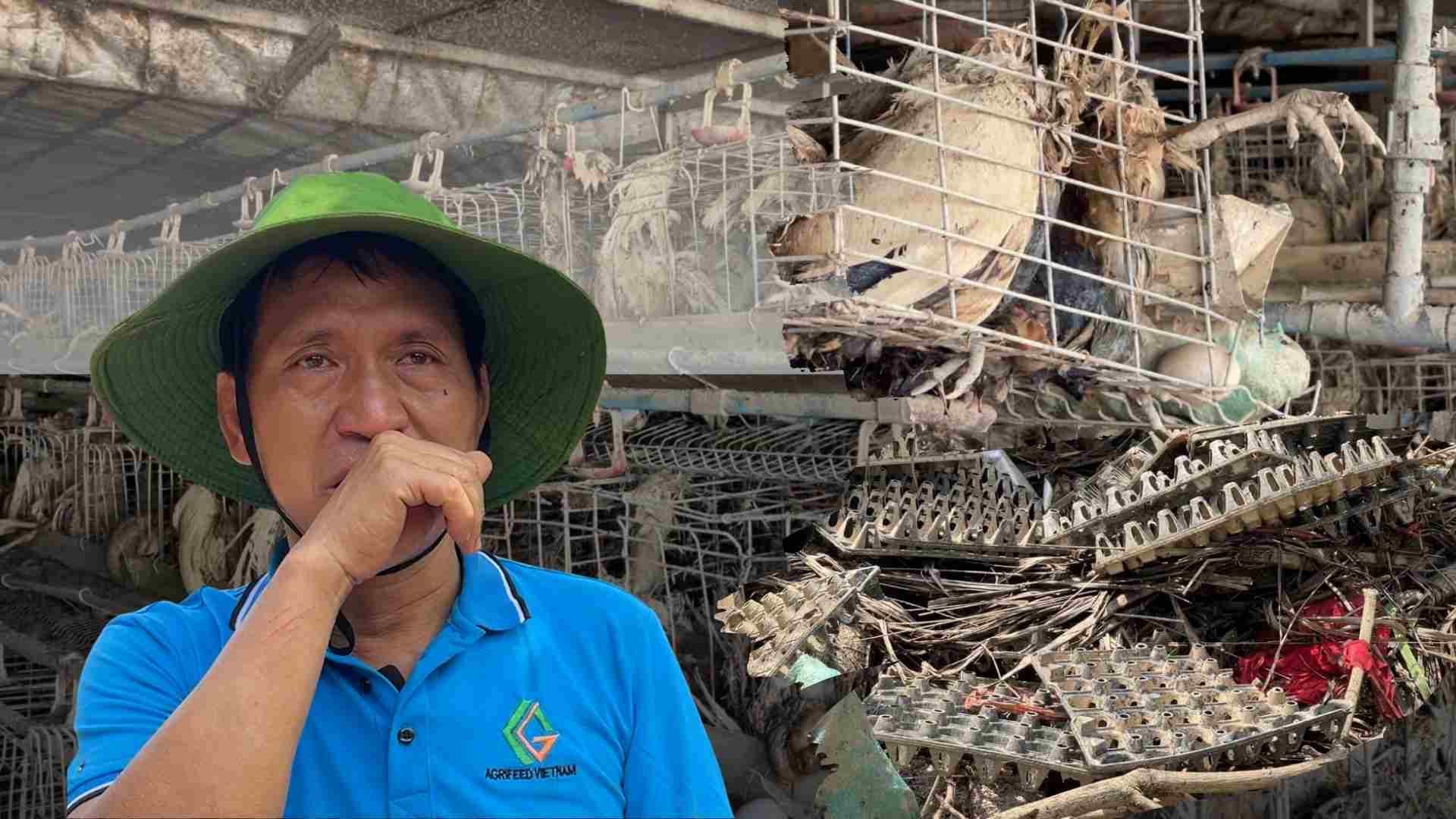 Trại gà mất trắng, nông dân thiệt hại tiền tỉ sau bão số 3