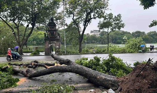 Cây đổ ở Hà Nội sau bão số 3. Ảnh: Ngọc Vân